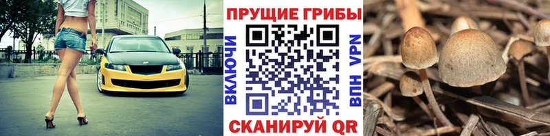 Галлюциногенные грибы Cubensis  наркота  МЕГА ССЫЛКА  Губкинский 